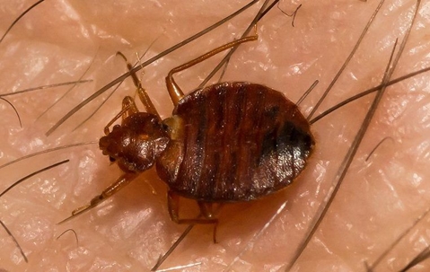 a bed bug crawling on skin