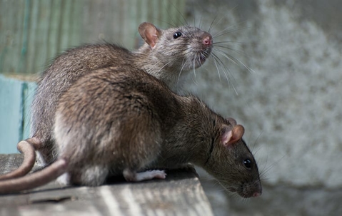 two rats on wood