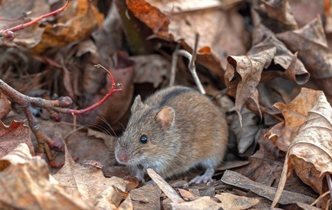 mouse in leaf pile