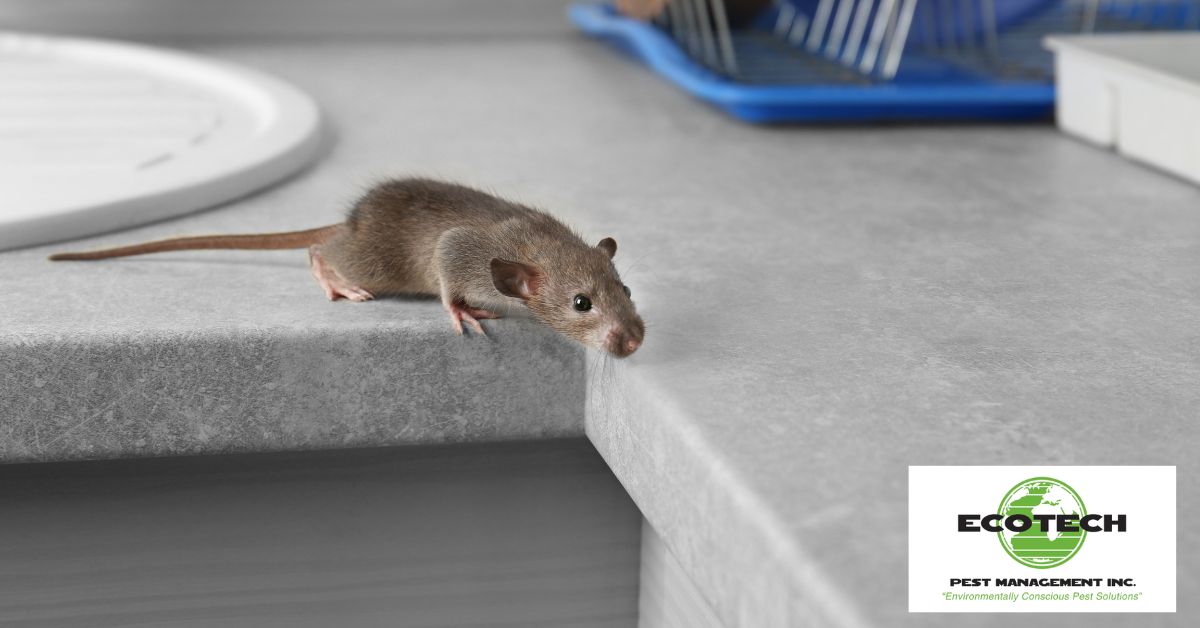 What is the Best Way to Get Rid of Rodents?