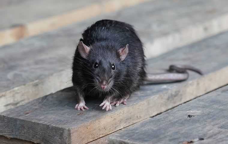 roof rat on a piece of wood