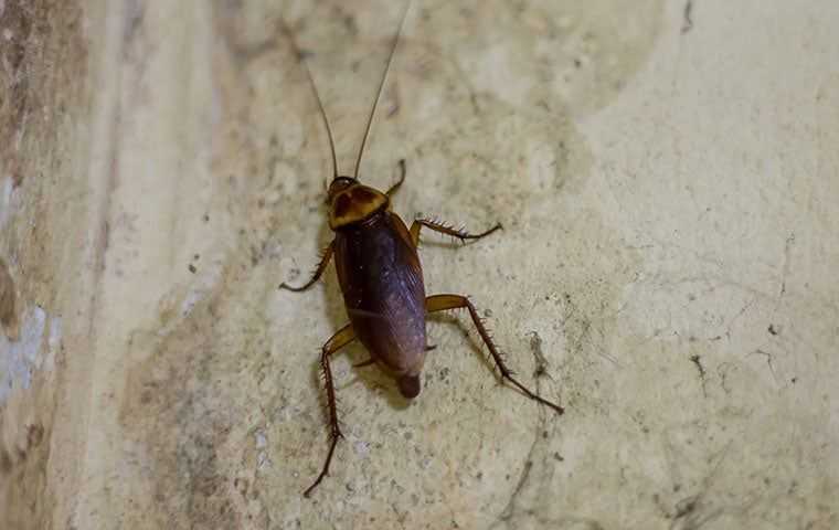 cockroach in a basement