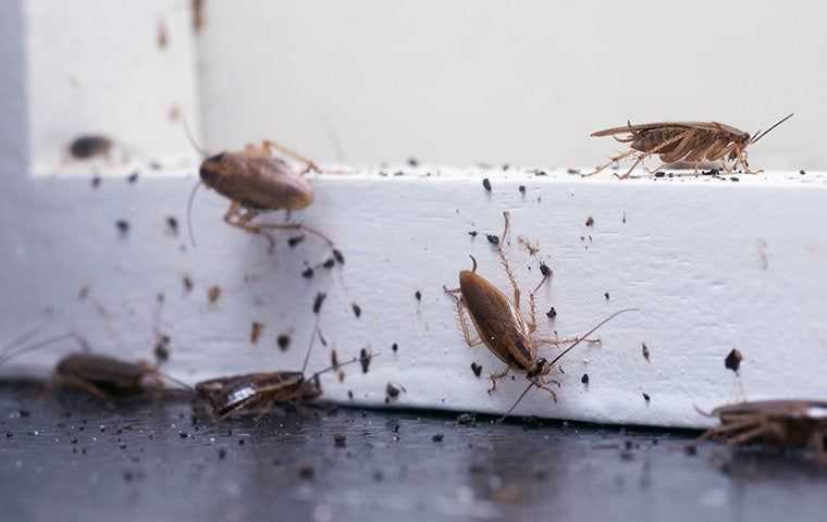 german cockroaches on a window