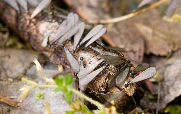 termite swarmers on log