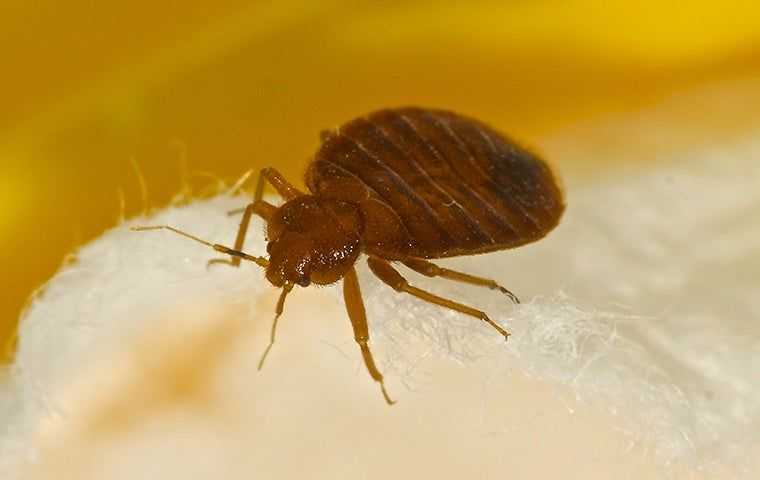up close image of a bed bug on a mattress in a bedr oom