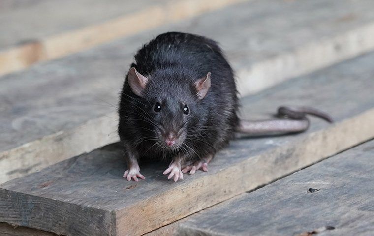 California Rats What Every Sacramento Resident Should Know About Roof Rat Control ...