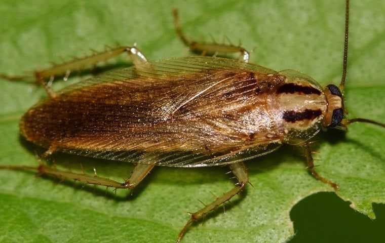 german cockroach on leaf