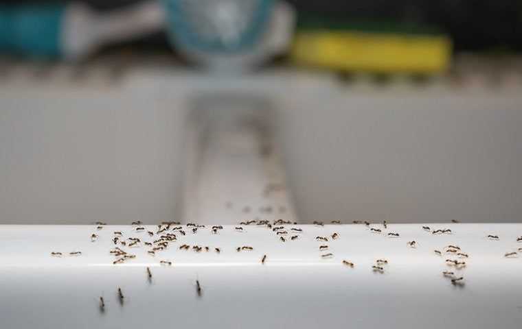 ants crawling on kitchen sink