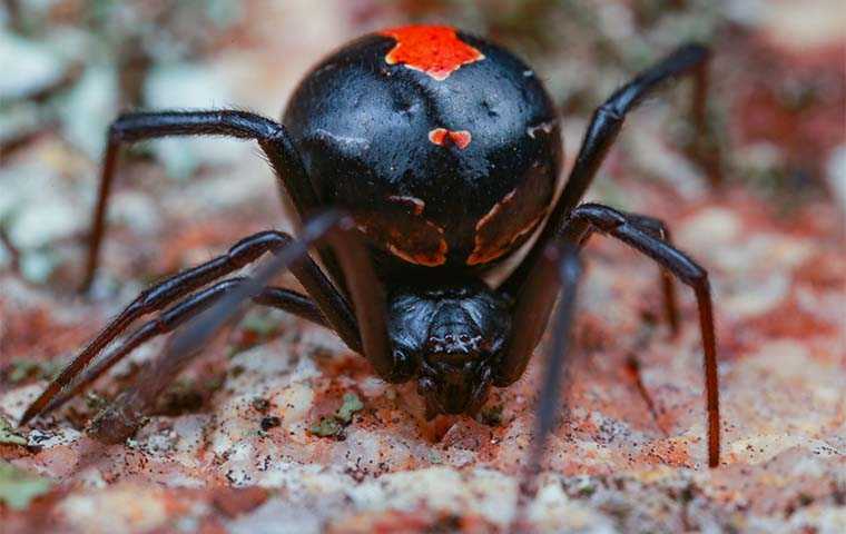 black widow up close