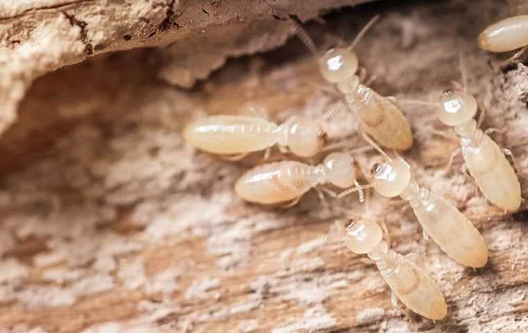 termites destroying wood in a home