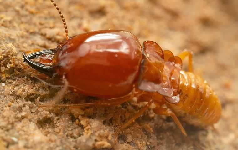 large termite solider