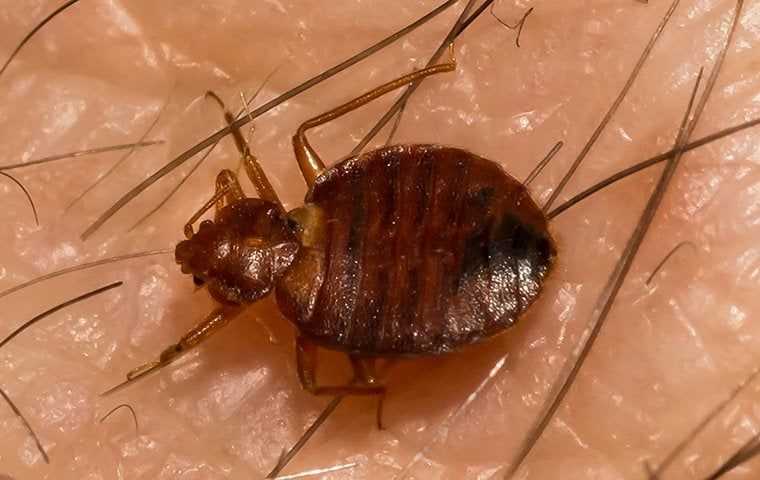 a bed bug crawling on skin