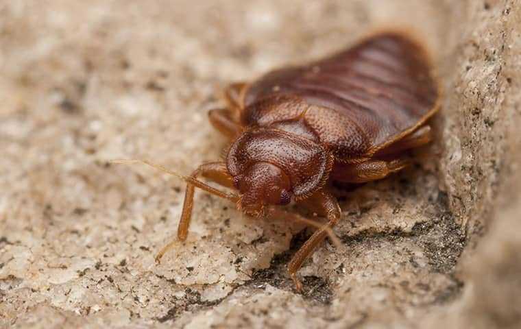 bed bug on rock