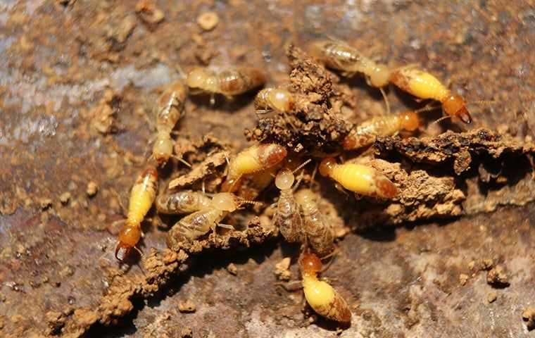 termites near home
