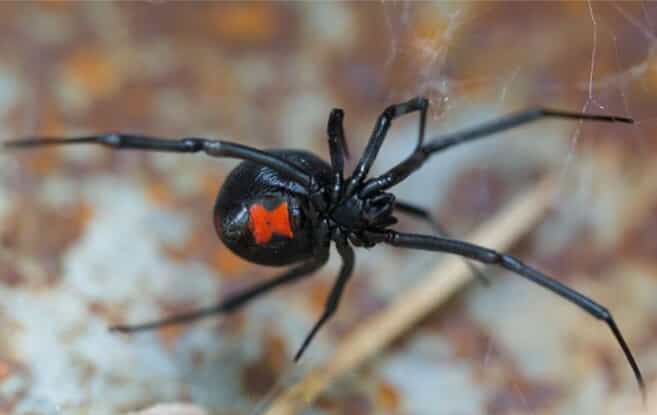 Black widow on a web