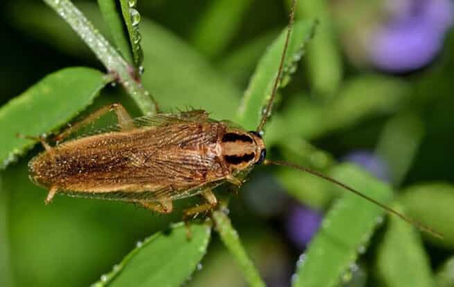 German cockroach on a leaf