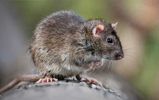 Roof rat on a tree log