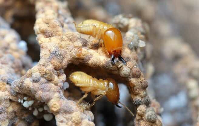 Two termites nesting
